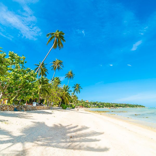 Discover the most pristine Caribbean beaches.